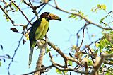 Lettered Aracari